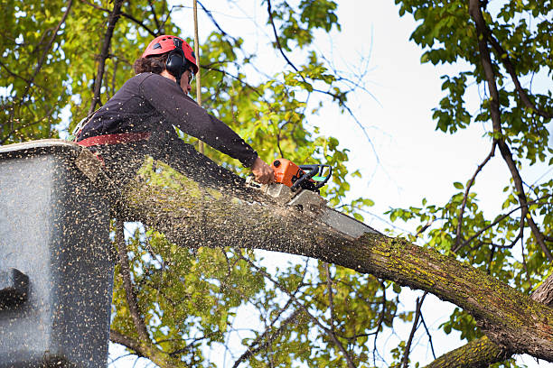 Mulching Services in Centralia, MO