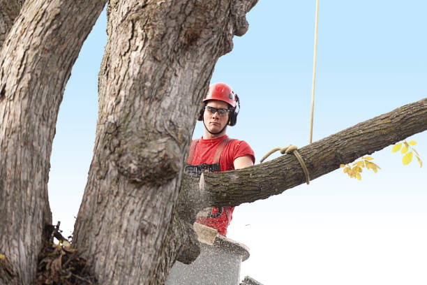 How Our Tree Care Process Works  in  Centralia, MO